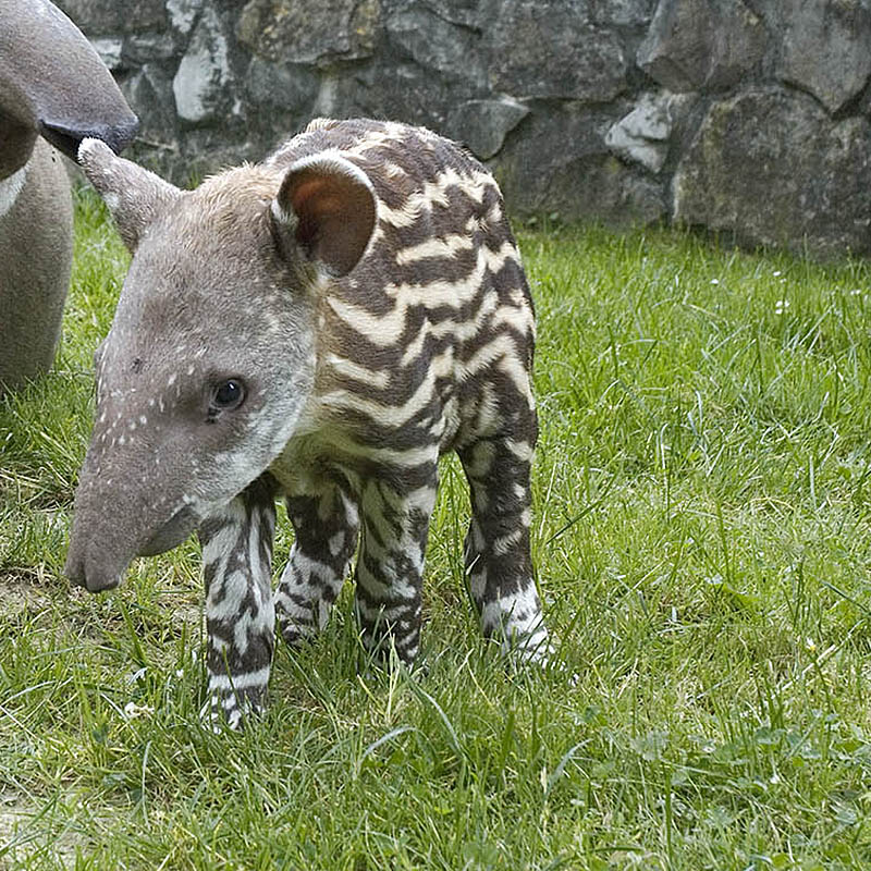 Tapir anta (Tapirus terrestris)