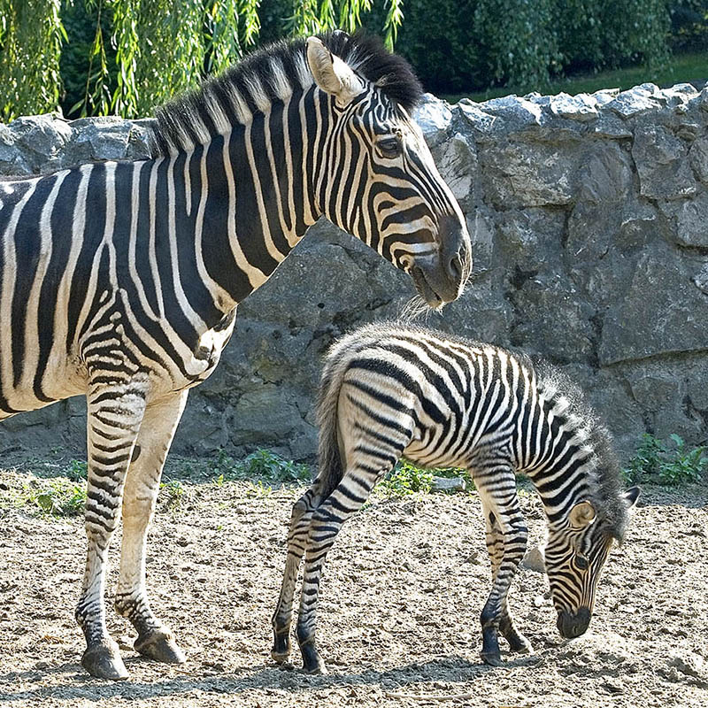 Zebra Chapmana (Equus burchelli chapmanni)