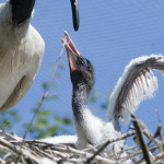 pisklę ibisa australijskiego
