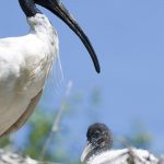 ibisy australijskie